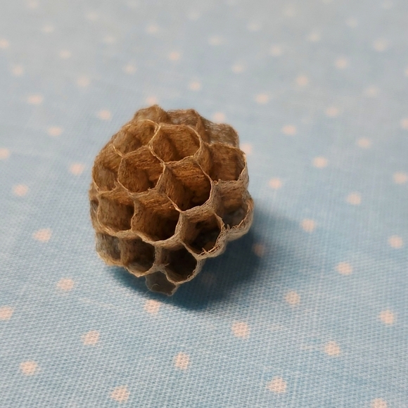 FOUND Real Wasps Nest Natural Nature Fragile Small Woodsy Decor Bee Tiny - Picture 4 of 14